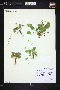 Ranunculus cymbalaria image