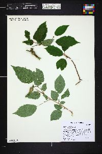 Corylus cornuta image