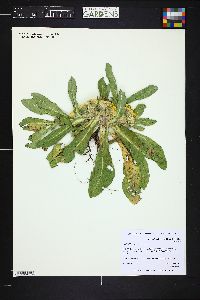 Image of Inula rhizocephala