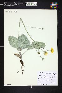 Image of Hieracium tomentosum