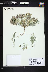 Astragalus gilmanii image