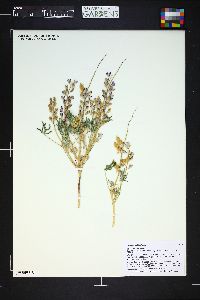 Lupinus pusillus image