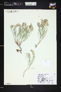 Astragalus flavus image