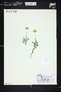 Gaillardia spathulata image