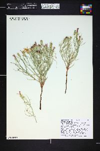 Lygodesmia grandiflora image