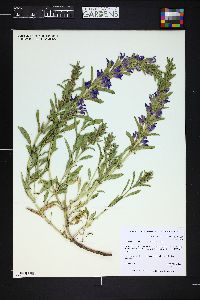 Lallemantia canescens image