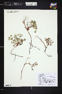 Euphorbia fendleri image