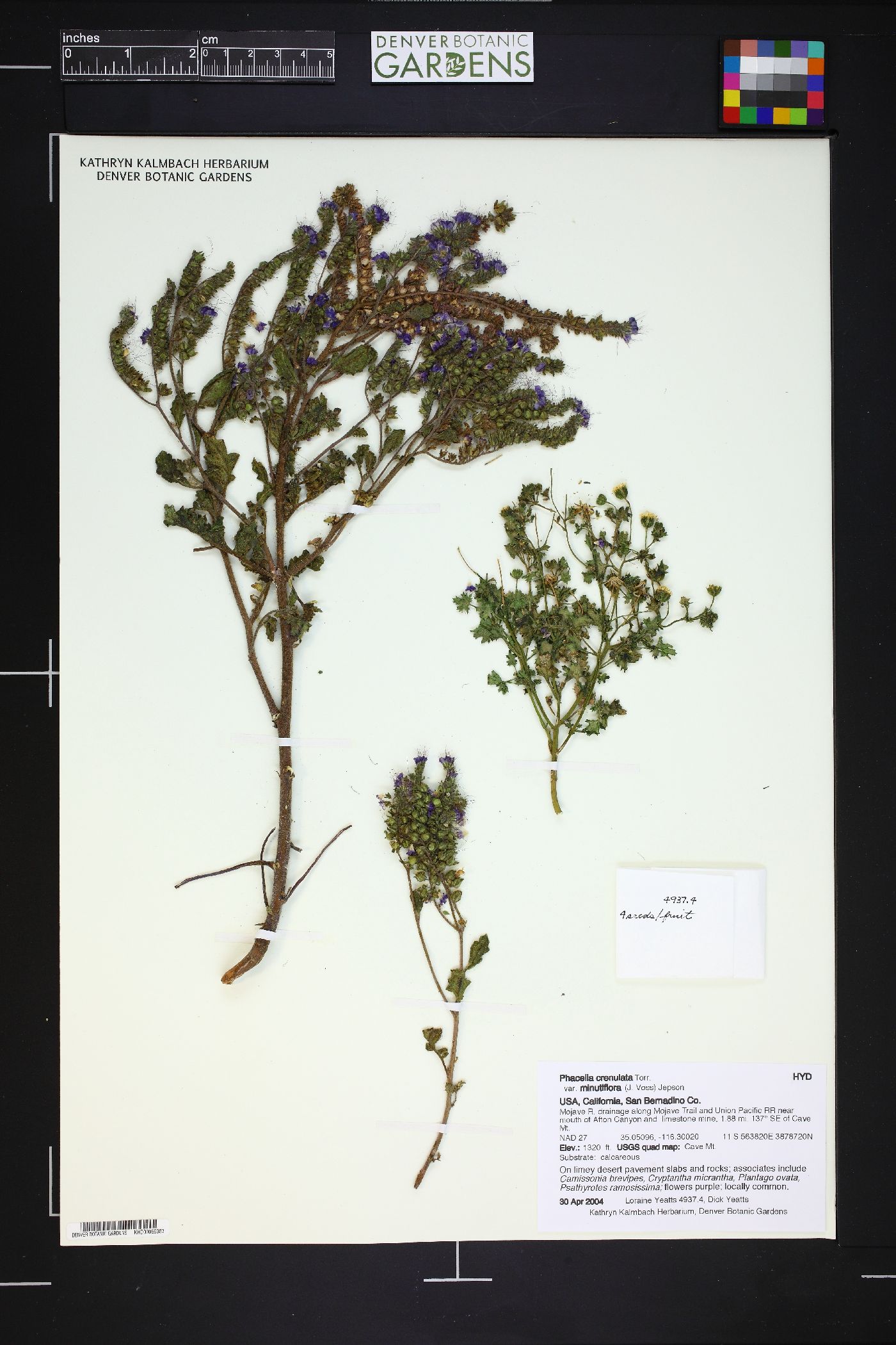 Phacelia crenulata var. minutiflora image