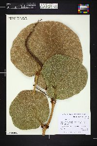 Coccoloba pubescens image