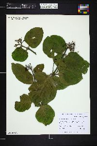 Image of Posoqueria latifolia