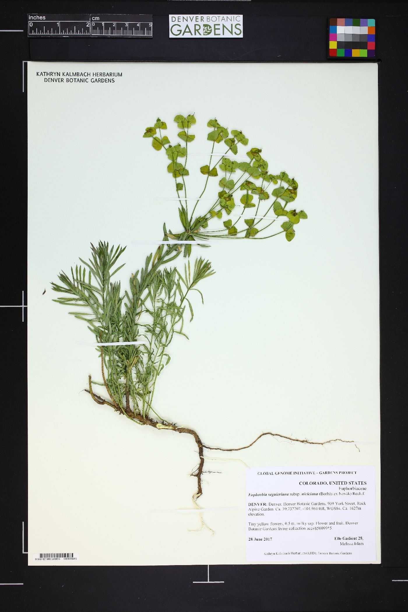 Euphorbia seguieriana subsp. niciciana image