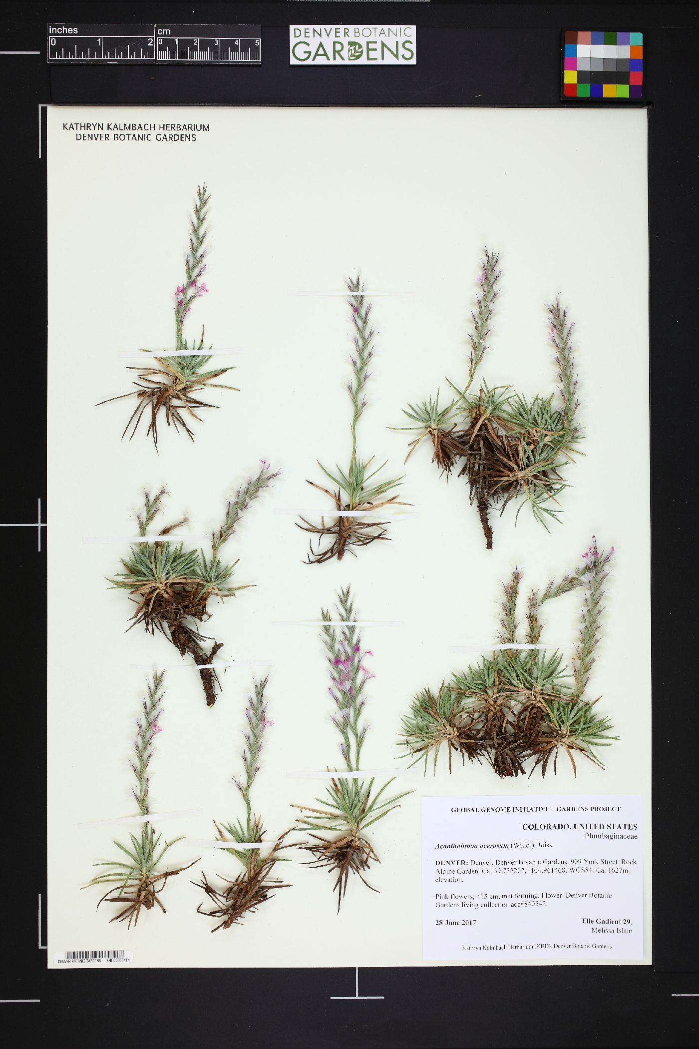 Acantholimon image