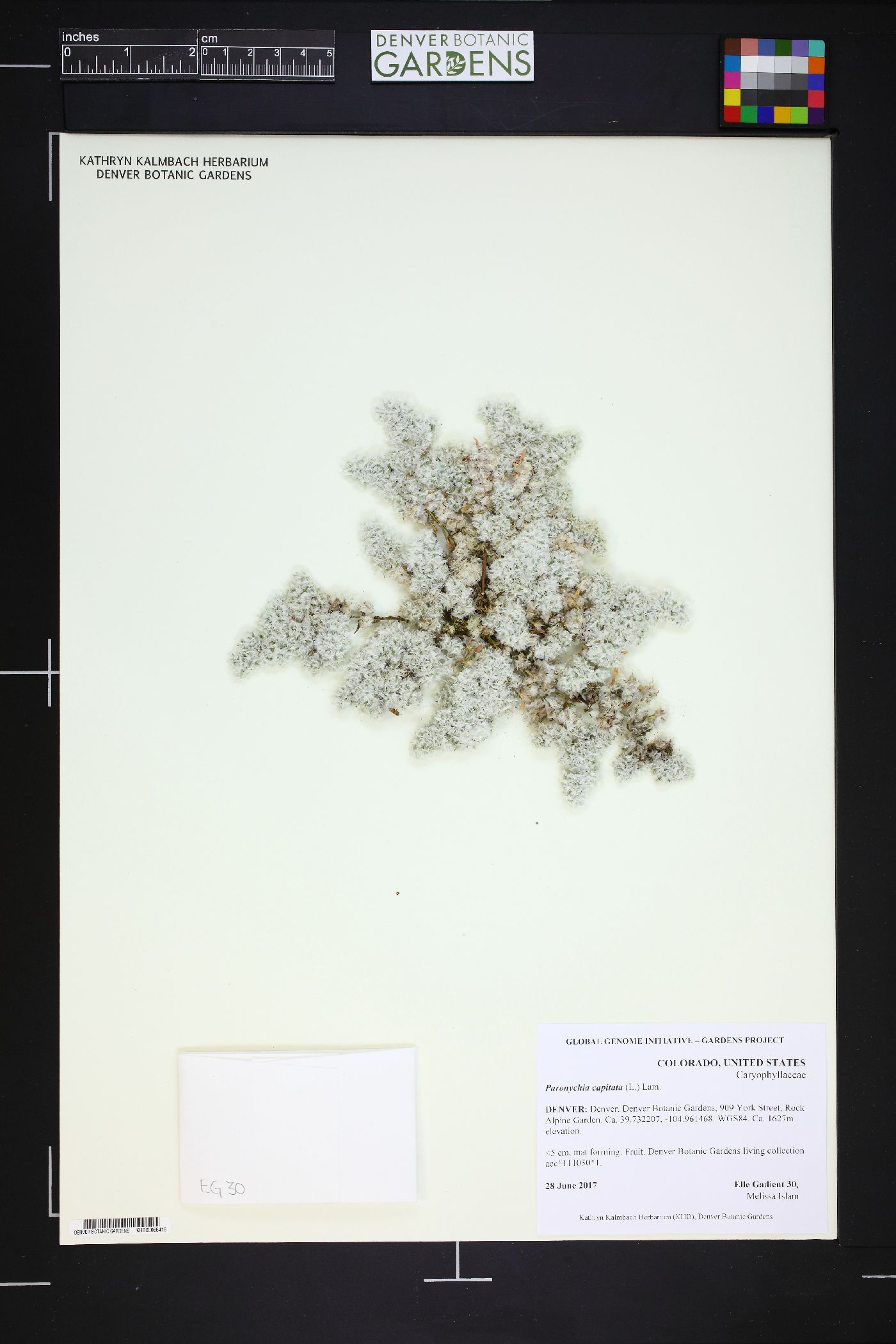 Paronychia capitata image