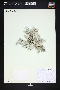 Image of Paronychia capitata