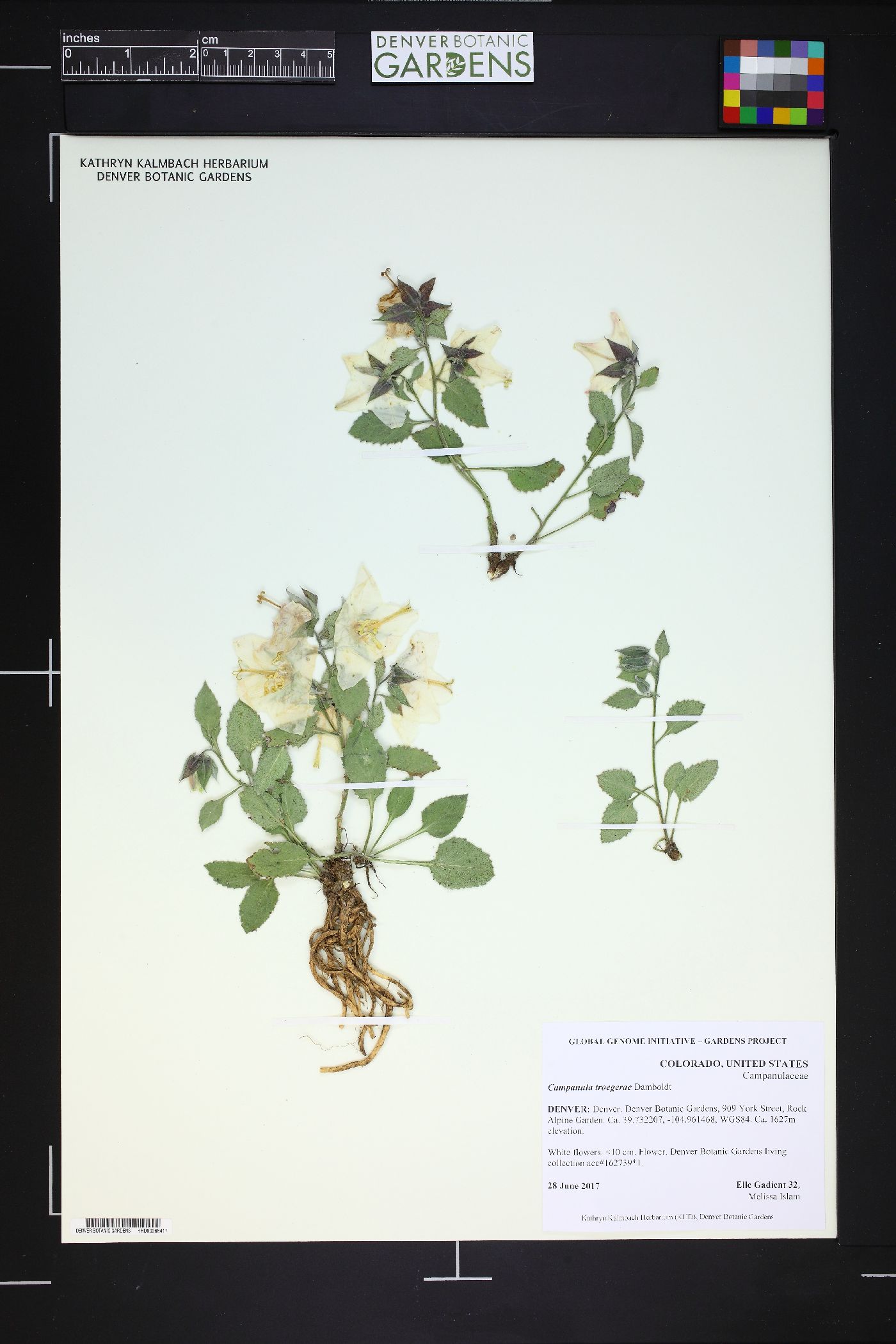 Campanula troegerae image