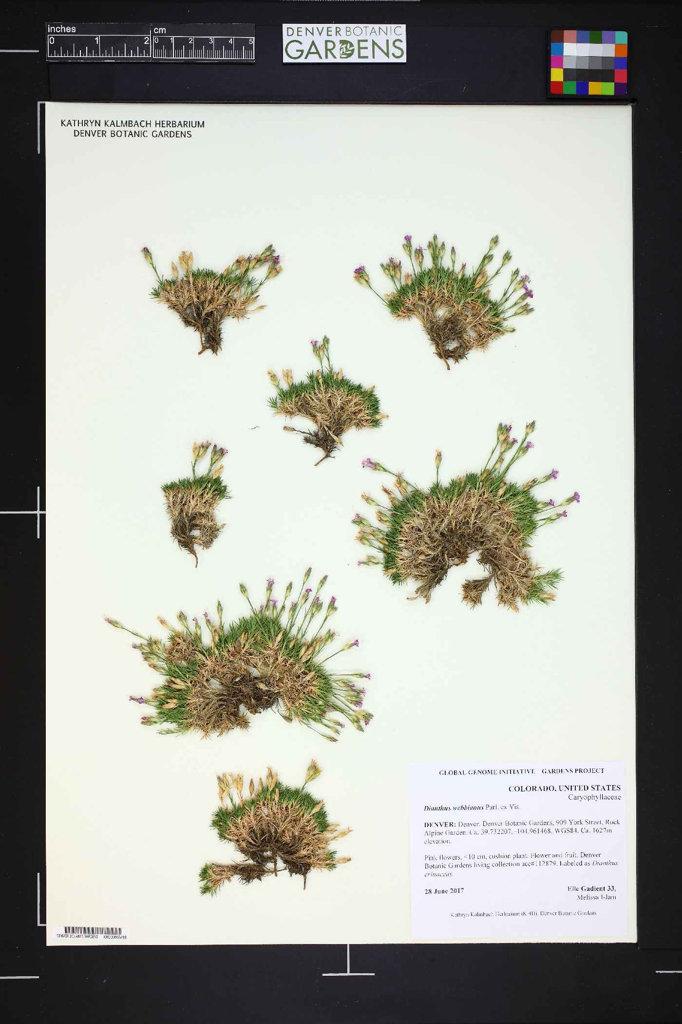 Dianthus webbianus image