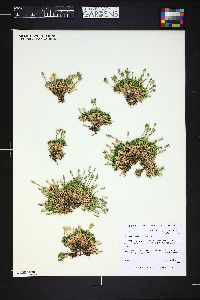 Image of Dianthus webbianus
