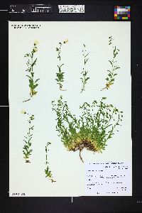 Campanula cochleariifolia image