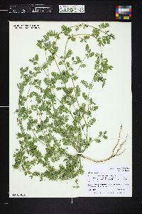 Tribulus terrestris image