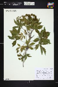 Parthenocissus inserta image