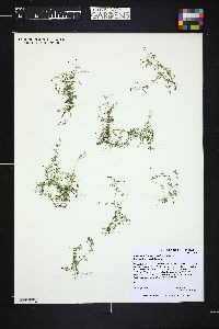 Galium trifidum image