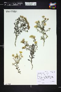 Heterotheca villosa var. nana image