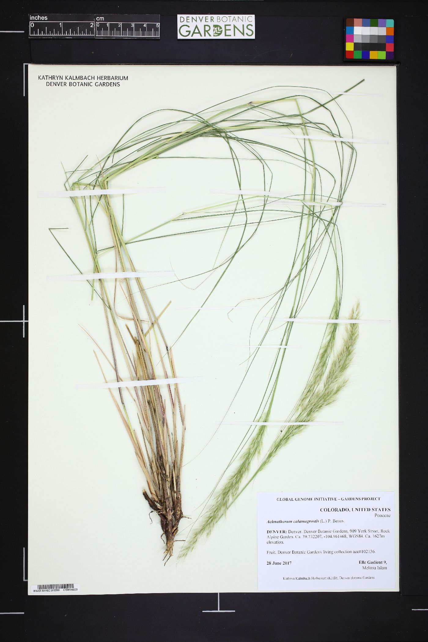 Achnatherum calamagrostis image