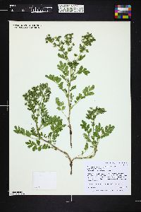 Potentilla supina subsp. paradoxa image