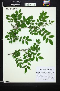 Zanthoxylum ailanthoides image