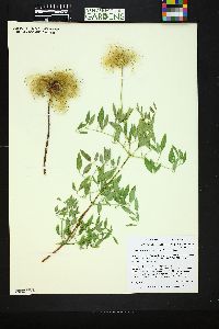 Clematis scottii image