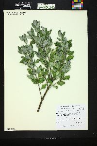 Garrya ovata subsp. goldmanii image