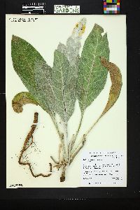 Image of Verbascum bombyciferum
