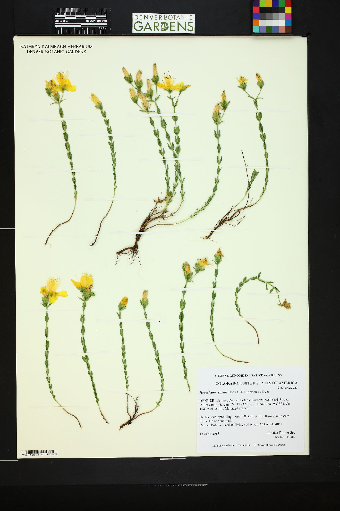 Hypericum reptans image