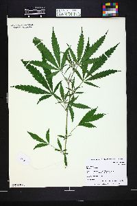 Cannabis sativa image