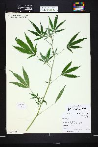 Cannabis sativa image