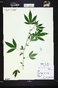 Cannabis sativa image