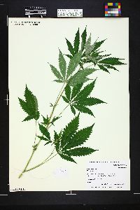 Cannabis sativa image