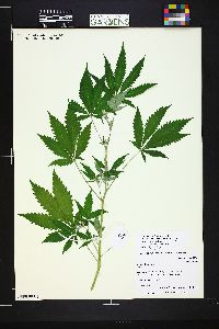 Cannabis sativa image