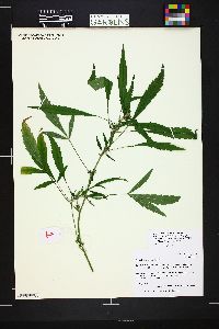 Cannabis sativa image