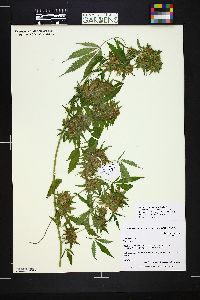 Cannabis sativa image