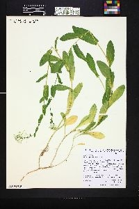 Image of Lepidium chalepensis
