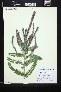 Amorpha canescens image