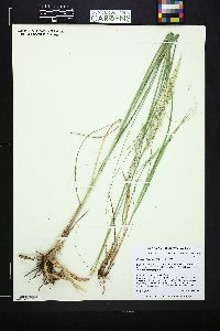 Calamovilfa longifolia image