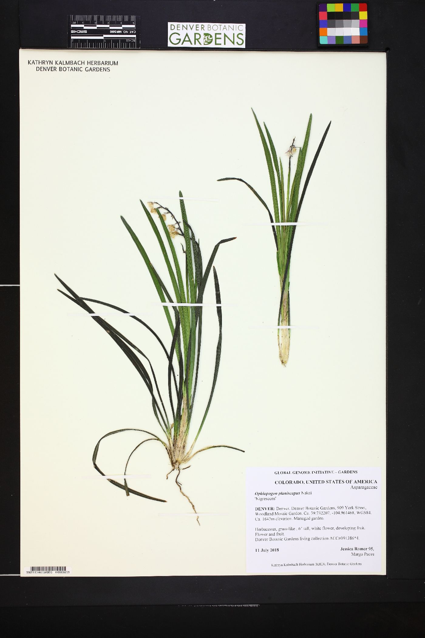 Ophiopogon image