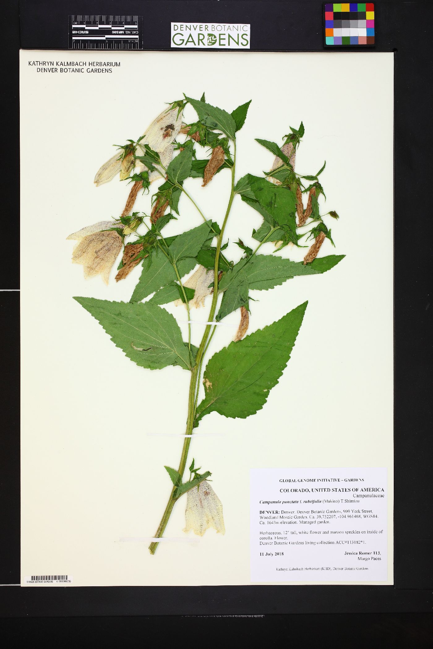 Campanula punctata var. punctata image