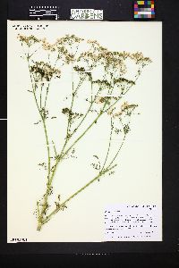 Conium maculatum image