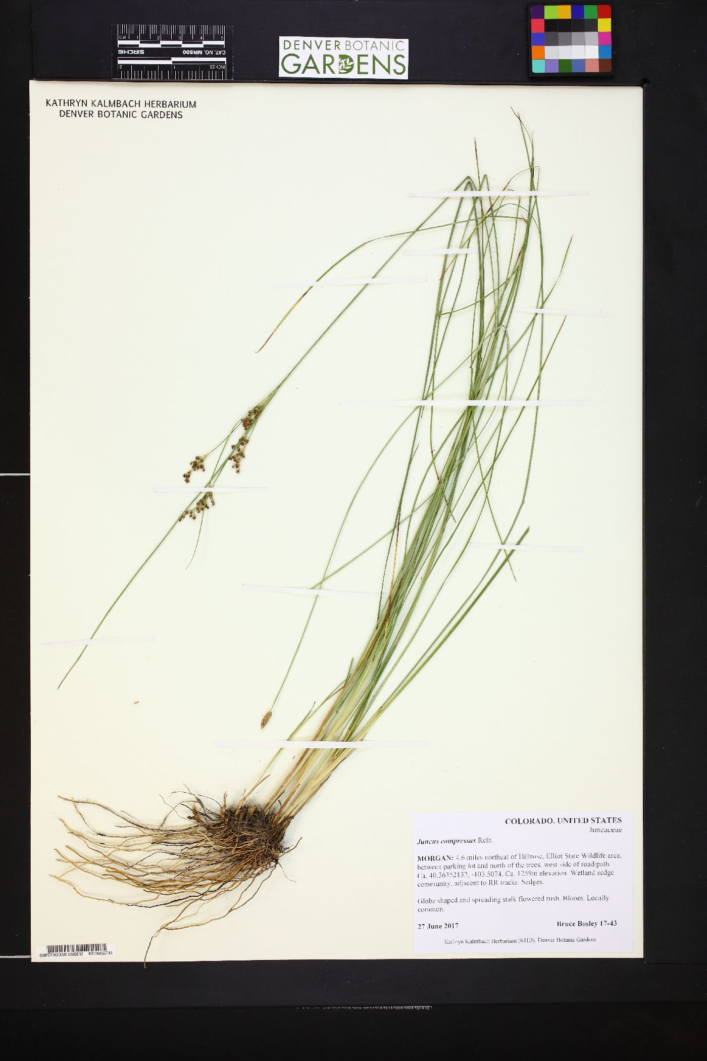 Juncus compressus image