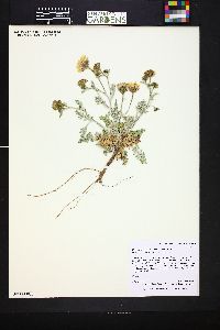 Chaenactis douglasii image