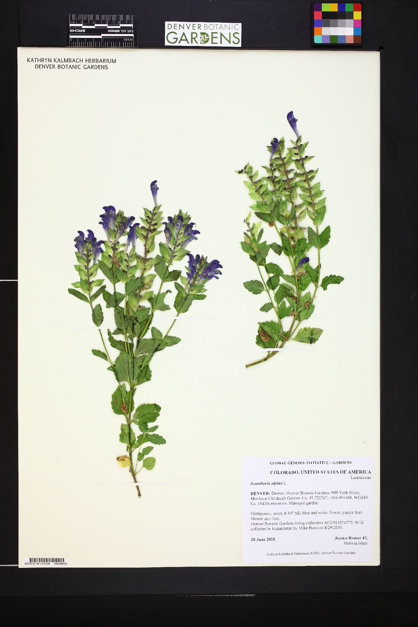 Scutellaria alpina image