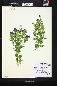 Image of Scutellaria alpina